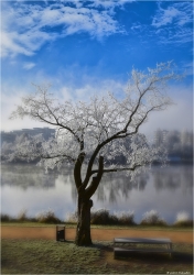arbre sous le givre