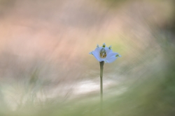 Nivéole de printemps