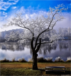 arbre sous le givre