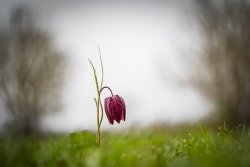 Fritillaire