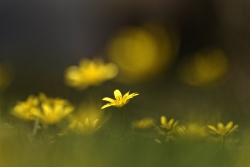 Fleurs du verger