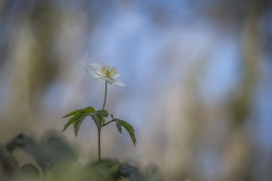 Anémone nemorosa