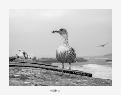 Solitude