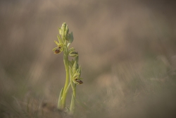 Ophrys sphegodes