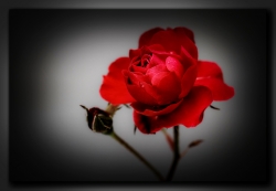 Rose..