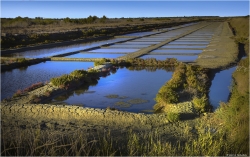 salines