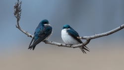 Hirondelles bicolores