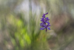 Orchis mascula