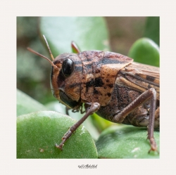 Portrait de criquet
