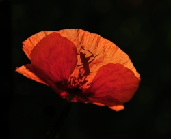 Transparence .