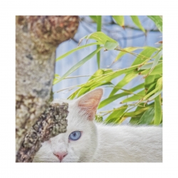 Chat blanc Oeil bleu
