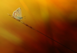 Simplicity