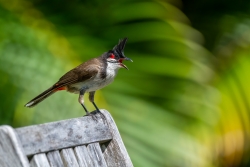 Bulbul orphée