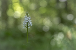 Orchis de Fuchs