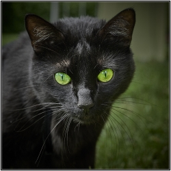 Chat