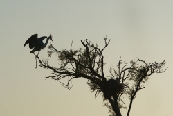silhouette