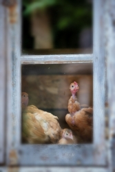 Les curieuses