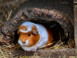 Petit tour au zoo du Bois d'Attily