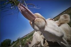 Gourmande