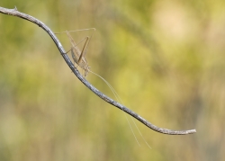 Phanéroptère liliacé