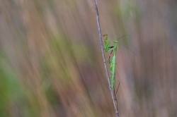 Mante