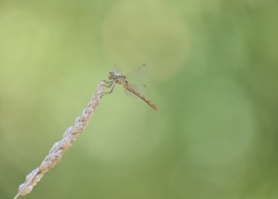 Sympetrum fonscolombili