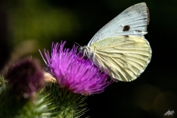 sur ça fleur de chardon