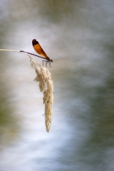 La demoiselle de l'Arc
