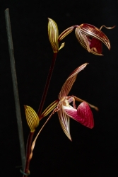 paphiopedilum rothschildianum