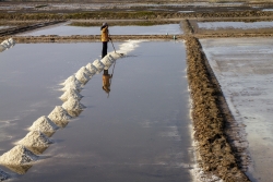 Fleur de sel de Kampot (série)