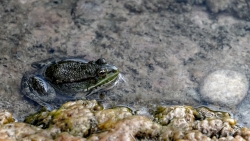 Grenouille ou crapaud ?