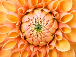 Dahlia