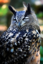 Hibou grand duc, cadrage serré.