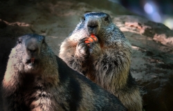 Marmottes copines