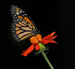 papillon en liberté