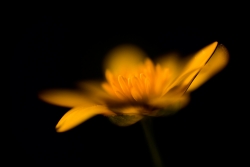 Hot Bloom...