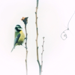 Petite mésange bleue. Japonisante.