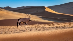 Oryx dans son jardin