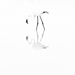 Narcisse