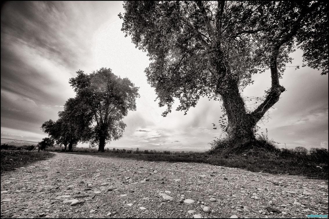 Photo d’inscription N°4 - Arbres--2-.jpg