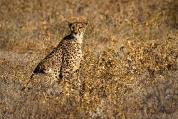 Guépard et son petit