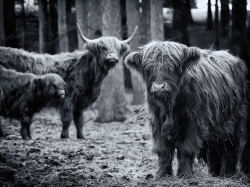 Bovins des Highlands