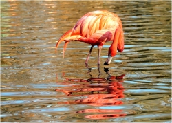 Flamant rose