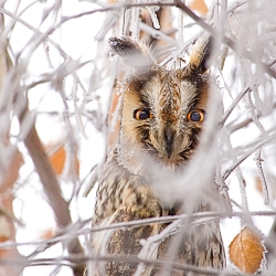 Coucou ... hibou