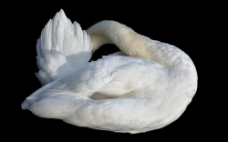 Noir et blanc couleur...