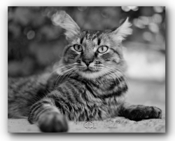 Archive ; noir et blanc