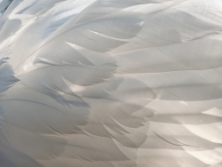 50 nuances de blanc...