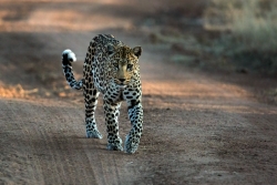 Léopard dans le parc d'Etosha