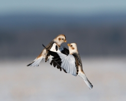 Prise de bec !