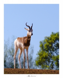 Animal méfiant
